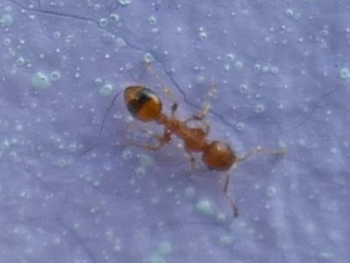 Réf. 256 531 : Temnothorax (unifasciatus)